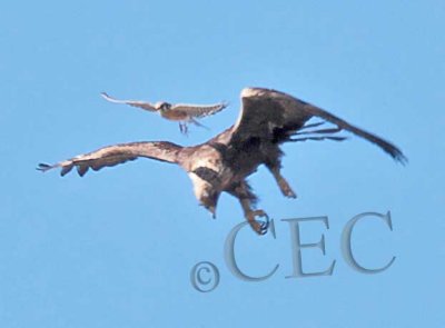 American Kestrel harassing Golden Eagle AE2D6868 copy.jpg