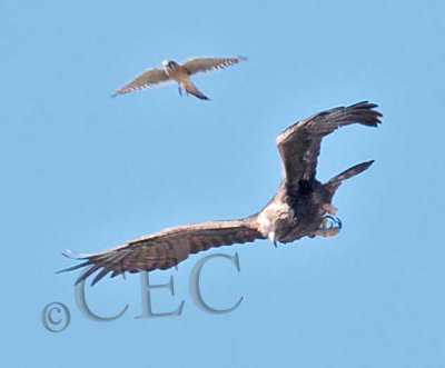 American Kestrel harassing Golden Eagle AE2D6869 copy.jpg