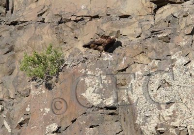 Golden Eagle at partially built nest on cliff  WT4P6747 copy.jpg