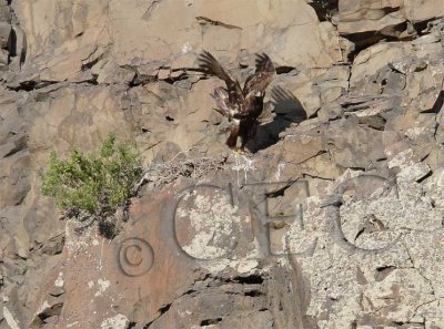 Golden Eagle at partially built nest on cliff  WT4P6749 copy.jpg