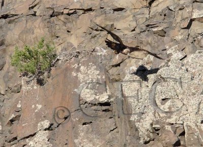 Golden Eagle leaves partially built nest on cliff  WT4P6750.jpg
