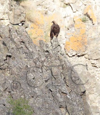 Golden Eagle on roost, eyeing a magpie  WT4P7125 copy.jpg
