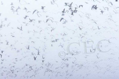Gulls in fog  4Z066422 copy.jpg