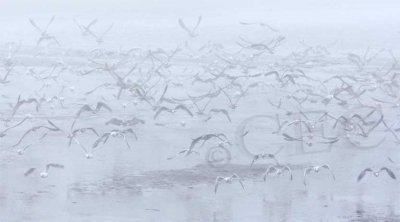 Gulls in fog  4Z066429 copy.jpg