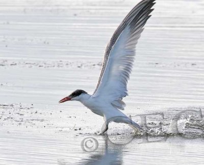 Flying Terns