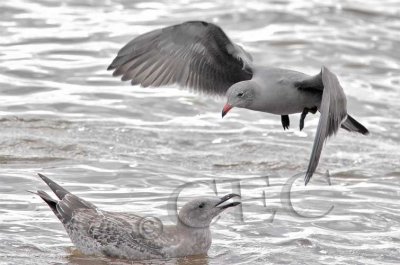 Heermann's Gulls