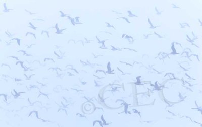 Gulls in fog  WT4P8463 copy.jpg