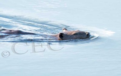 Beaver  4Z037403b copy.jpg