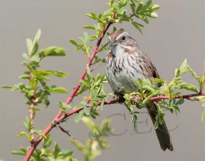 Vesper Sparrow or Song Sparrow with notched tail  4Z027660 copy.jpg