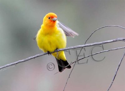 Western Tanager, male 4Z064911 copy.jpg