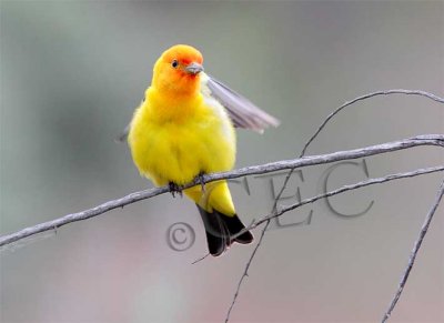 Western Tanager, male  4Z064911 copy.jpg