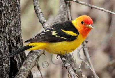 Western Tanager, male, Little Naches   AEZ10455 copy.jpg