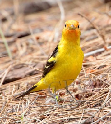 Western Tanager, male, Little Naches AEZ10462 copy.jpg