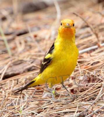 Western Tanager, male, Little Naches   AEZ10462 copy.jpg