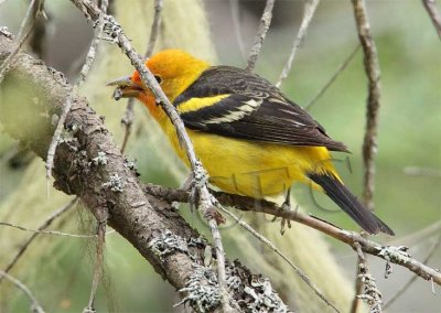 Western Tanager, male, eating spider, Little Naches   AEZ10466 copy.jpg