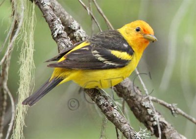 Western Tanager, male, Little Naches   AEZ10471 copy.jpg