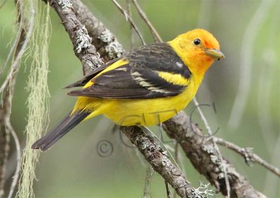 Western Tanager, male, Little Naches AEZ10471 copy.jpg