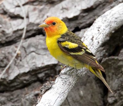 Western Tanager, male, Little Naches   AEZ10478 copy.jpg