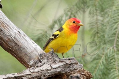 Western Tanager, male, Little Naches   AEZ10486 copy.jpg