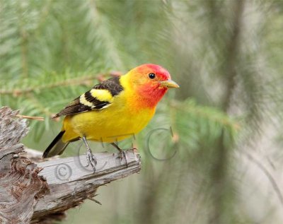 Western Tanager, male, Little Naches   AEZ10489 copy.jpg
