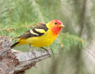 Western Tanager, male, Little Naches   AEZ10498 copy.jpg
