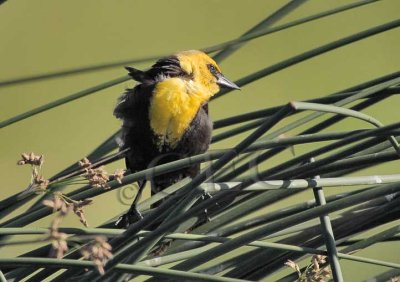 Yellow-headed Blackbird, in stiff breeze   CRW_3679 copy.jpg