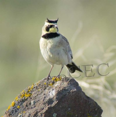 Larks