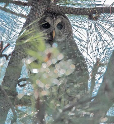 Other Owls