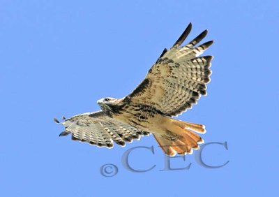 Red-tailed hawk, from underneath  WT4P5235.jpg