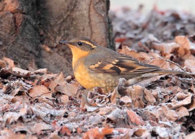 Varied Thrush, female  AEZ30051 copy.jpg