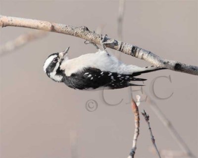 Downy Woodpecker, female  4Z045009 copy.jpg