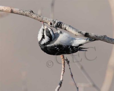 Downy Woodpecker, female  4Z045030 copy.jpg