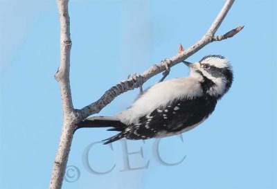 Downy Woodpecker, female  4Z045059 copy.jpg