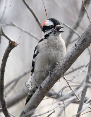 Downy Woodpecker, male  WT4P2935.jpg