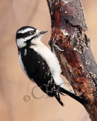 Downy Woodpecker, female  _EZ52166 copy.jpg