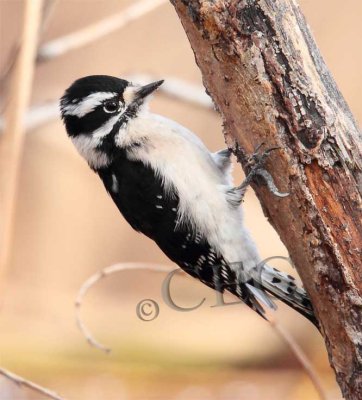Downy Woodpecker, female  _EZ52172 copy.jpg