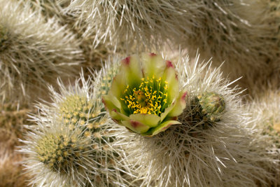 cholla bloom Joshua Tree