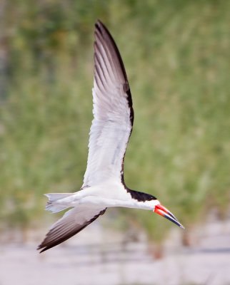 Black Skimmer