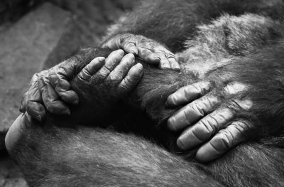 Gorilla Hands