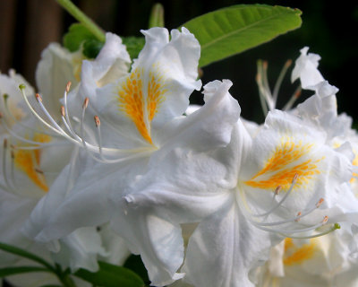 Flower 1 29.05.jpg