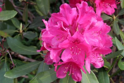 Flower 2 29.05.jpg