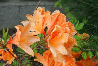 Flower 3 29.05.jpg