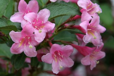 Flower 4 29.05.jpg