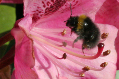 bumble  bee2.jpg