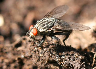 fly feeding.jpg