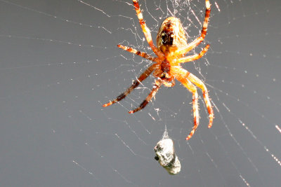 spider1.jpg