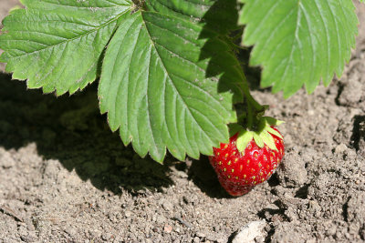 strawberry.jpg