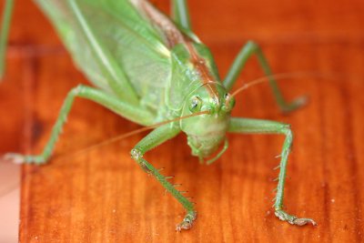 Grasshopper 2.jpg