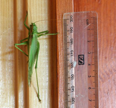 Grasshopper 1.jpg