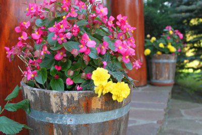 Entrance flowers